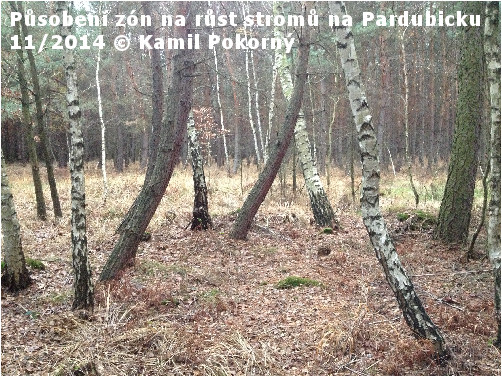Silný vliv zón na stromy u Pardubic!